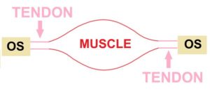 Pathologies tendineuses, Qu'est-ce qu'un tendon, schéma